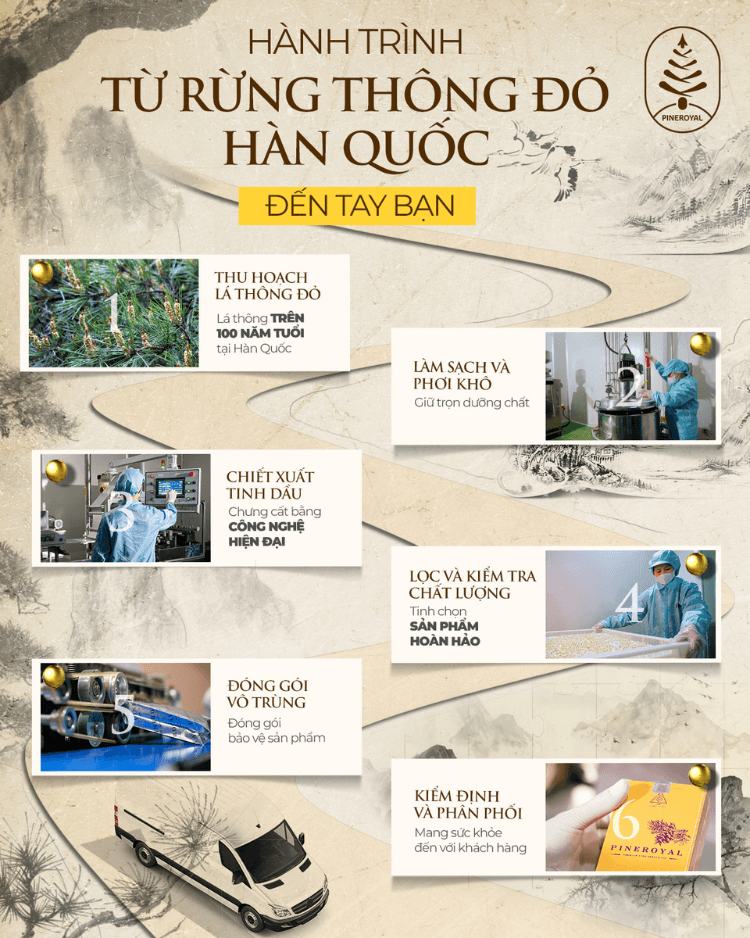 Quy trình sản xuất tinh dầu thông đỏ bằng phương pháp chưng cất hơi nước hiện đại.